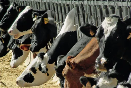 cover digifarm news
