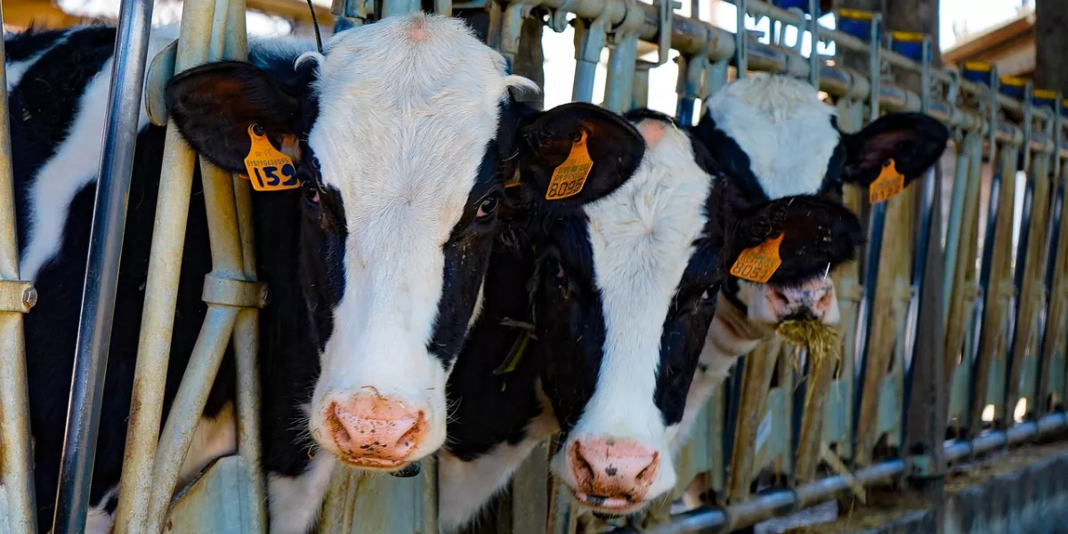 cow