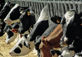 cover digifarm news